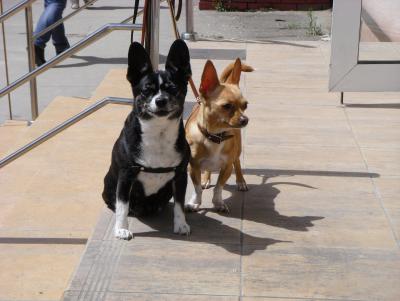 Прикрепленное изображение: 12 Четвероногие симферопольцы - ул.Сергея-Ценского.jpg